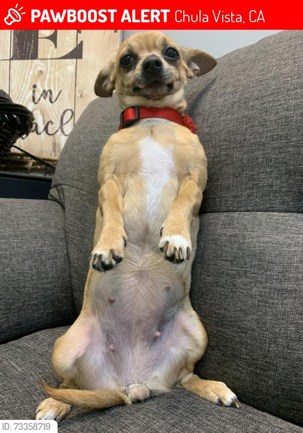 Lost Female Dog last seen Rancho Drive, Chula Vista, CA 91911