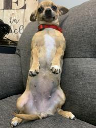 Lost Female Dog last seen Rancho Drive, Chula Vista, CA 91911