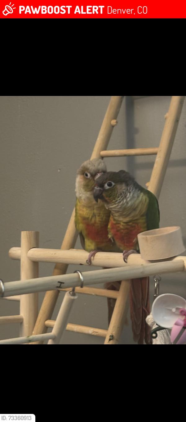 Lost Male Bird last seen Sheridan and 120th, Denver, CO 80290