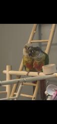 Lost Male Bird last seen Sheridan and 120th, Denver, CO 80290