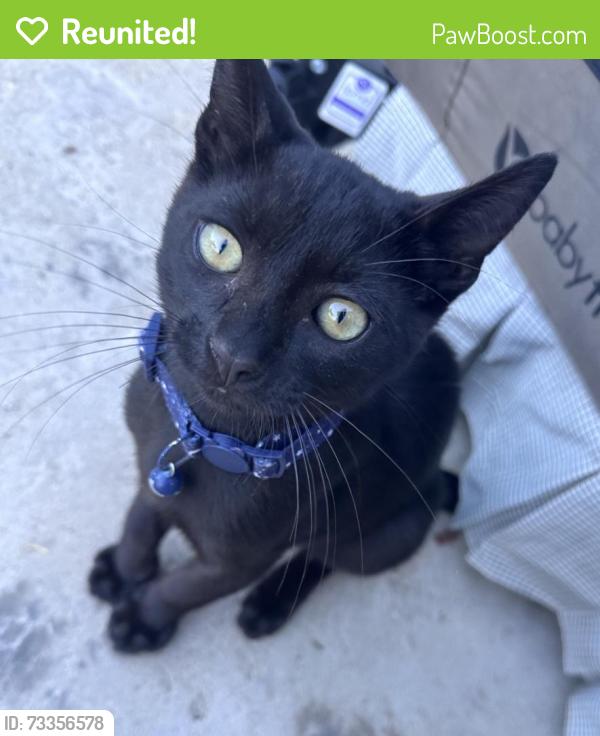 Reunited Male Cat last seen Neighborhood/ greenhurst street, Bellflower, CA 90706