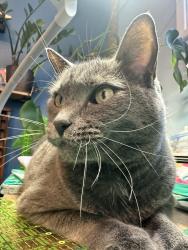 Lost Male Cat last seen Nutmeg and Maple, San Diego, CA 92105