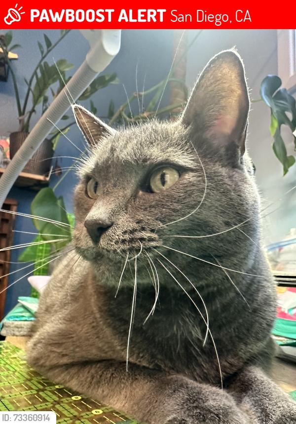 Lost Male Cat last seen Nutmeg and Maple, San Diego, CA 92105
