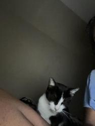 Lost Female Cat last seen Near United St, Greensboro, NC 27407, Greensboro, NC 27401