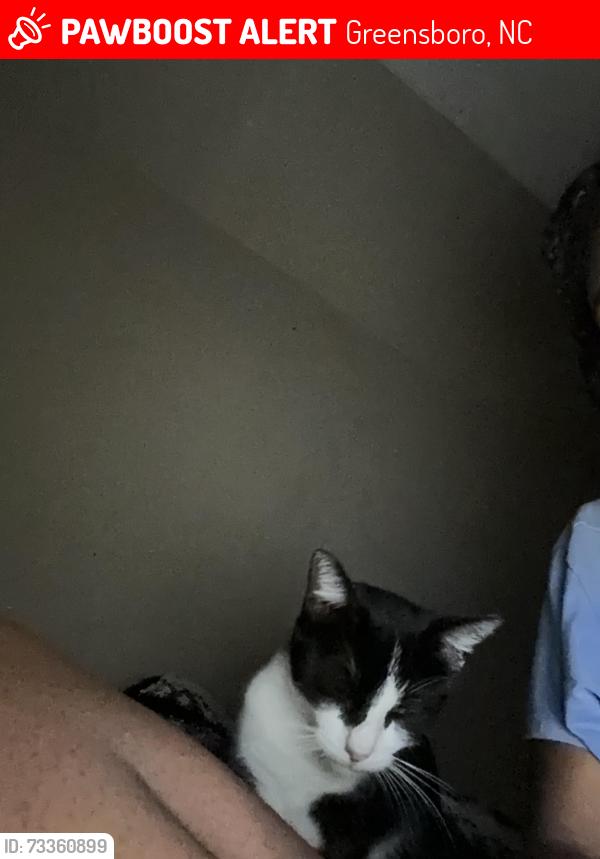 Lost Female Cat last seen Near United St, Greensboro, NC 27407, Greensboro, NC 27401