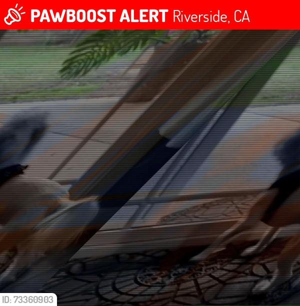 Lost Male Dog last seen clara ct and arlington, Riverside, CA 92505