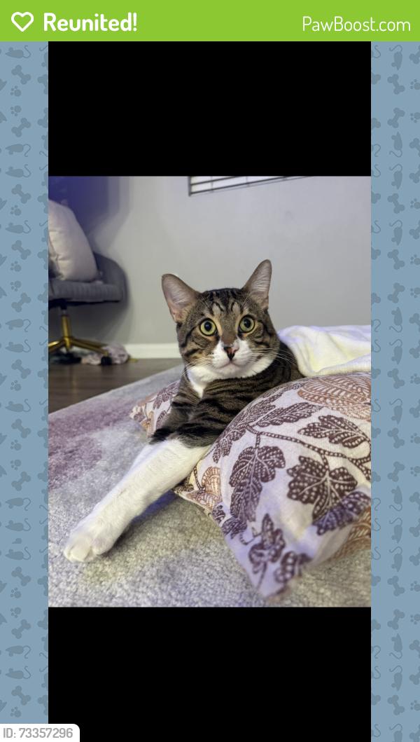 Reunited Male Cat last seen Solana Ridge apmts, Margarita Road/Solana Way, Temecula, CA 92591