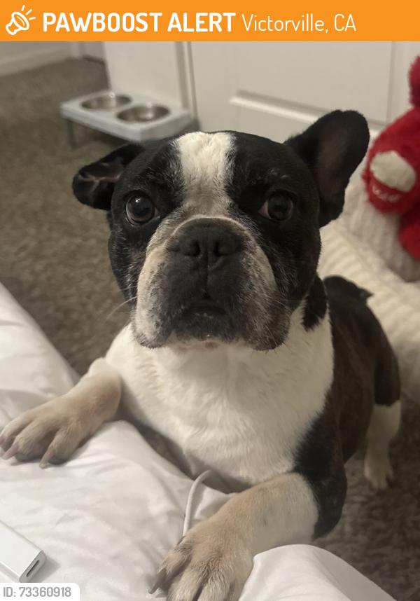 Found/Stray Female Dog last seen La Mesa and Pacoima, Victorville, CA 92392