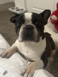 Found/Stray Female Dog last seen La Mesa and Pacoima, Victorville, CA 92392