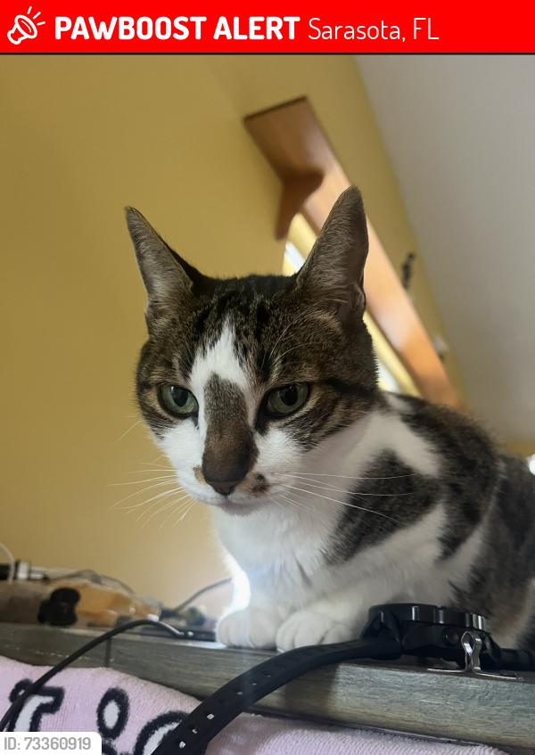Lost Male Cat last seen East of Trail near hosp, Sarasota, FL 34239