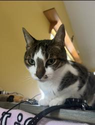 Lost Male Cat last seen East of Trail near hosp, Sarasota, FL 34239