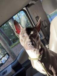 Shelter Stray Male Dog last seen 751-138 Morosgo Dr NE, Atlanta, GA, 1251 Fulton Industrial Blvd NW, Atlanta, GA 30336, USA