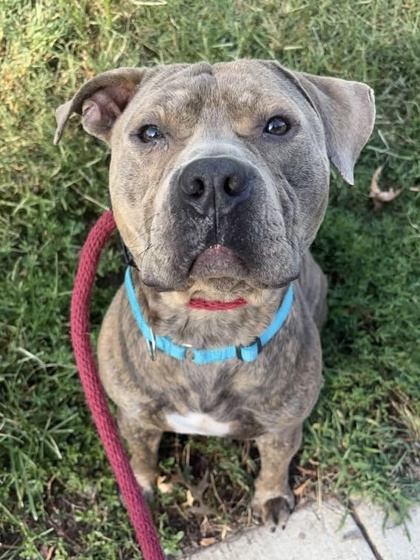Shelter Stray Male Dog last seen Near New Hope Circle, 21202, MD, 2490 Giles Rd, Baltimore, MD 21225, USA