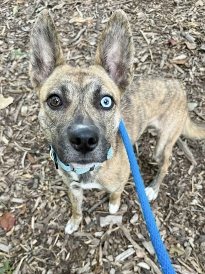 Shelter Stray Female Dog last seen Near Reisterstown Rd., 21215, MD, 2490 Giles Rd, Baltimore, MD 21225, USA