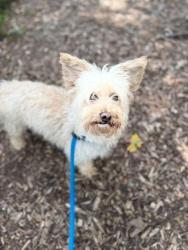 Shelter Stray Male Dog last seen E Northern Pkwy & Loch Raven, 21239, MD, 2490 Giles Rd, Baltimore, MD 21225, USA