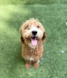 Shelter Stray Female Dog last seen Morgan State Area, 21239, MD, 2490 Giles Rd, Baltimore, MD 21225, USA
