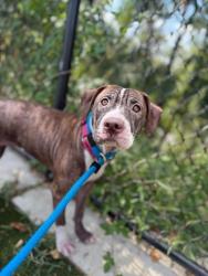 Shelter Stray Female Dog last seen Near N Fulton ave, 21217, MD, 2490 Giles Rd, Baltimore, MD 21225, USA