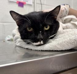 Shelter Stray Male Cat last seen Near Giles Road, 21225, MD, 2490 Giles Rd, Baltimore, MD 21225, USA