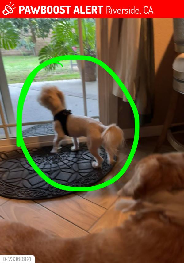Lost Male Dog last seen CLARA CT AND ARLINGTON, Riverside, CA 92505