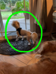 Lost Male Dog last seen CLARA CT AND ARLINGTON, Riverside, CA 92505