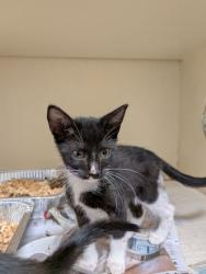 Shelter Stray Male Cat last seen Near McClave Dr, 30340, GA, 3280 Chamblee Dunwoody Rd, Chamblee, GA 30341, USA