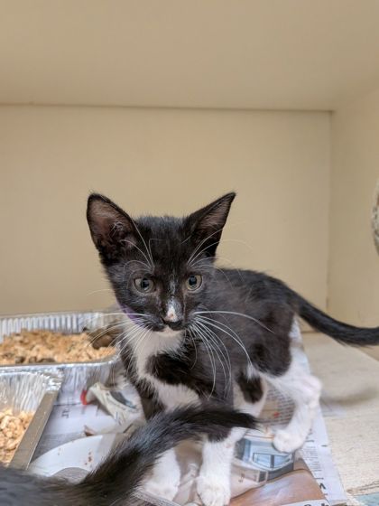 Shelter Stray Male Cat last seen Near McClave Dr, 30340, GA, 3280 Chamblee Dunwoody Rd, Chamblee, GA 30341, USA