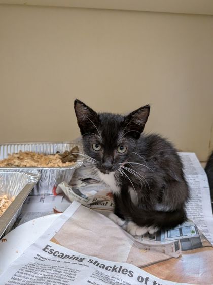 Shelter Stray Male Cat last seen Near McClave Dr, 30340, GA, 3280 Chamblee Dunwoody Rd, Chamblee, GA 30341, USA