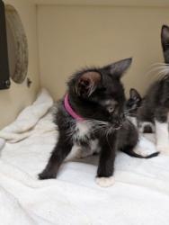 Shelter Stray Female Cat last seen Near McClave Dr, 30340, GA, 3280 Chamblee Dunwoody Rd, Chamblee, GA 30341, USA