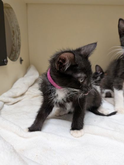 Shelter Stray Female Cat last seen Near McClave Dr, 30340, GA, 3280 Chamblee Dunwoody Rd, Chamblee, GA 30341, USA