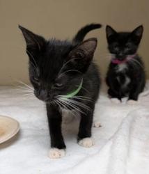 Shelter Stray Female Cat last seen Near McClave Dr, 30340, GA, 3280 Chamblee Dunwoody Rd, Chamblee, GA 30341, USA