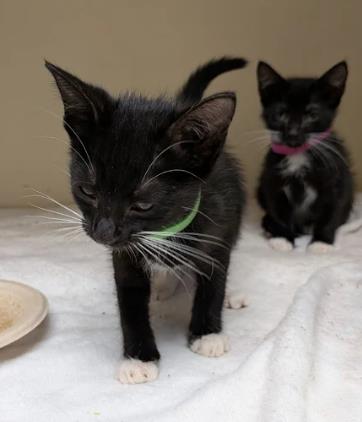 Shelter Stray Female Cat last seen Near McClave Dr, 30340, GA, 3280 Chamblee Dunwoody Rd, Chamblee, GA 30341, USA