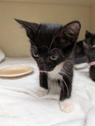 Shelter Stray Male Cat last seen Near McClave Dr, 30340, GA, 3280 Chamblee Dunwoody Rd, Chamblee, GA 30341, USA