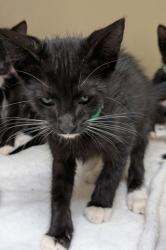 Shelter Stray Male Cat last seen Near McClave Dr, 30340, GA, 3280 Chamblee Dunwoody Rd, Chamblee, GA 30341, USA
