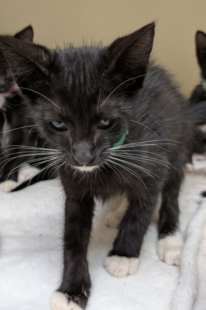 Shelter Stray Male Cat last seen Near McClave Dr, 30340, GA, 3280 Chamblee Dunwoody Rd, Chamblee, GA 30341, USA