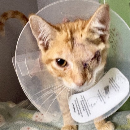 Shelter Stray Male Cat last seen Near Regatta Dr, City of Sacramento, CA, 6201 Florin Perkins Rd, Sacramento, CA 95828, USA