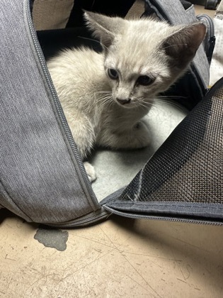 Shelter Stray Male Cat last seen Memorial Dr & Thomas Rd Belvedere Park, GA 30030, 30030, GA, 3280 Chamblee Dunwoody Rd, Chamblee, GA 30341, USA