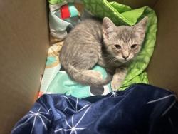 Shelter Stray Female Cat last seen nhgdrd, 30058, GA, 3280 Chamblee Dunwoody Rd, Chamblee, GA 30341, USA