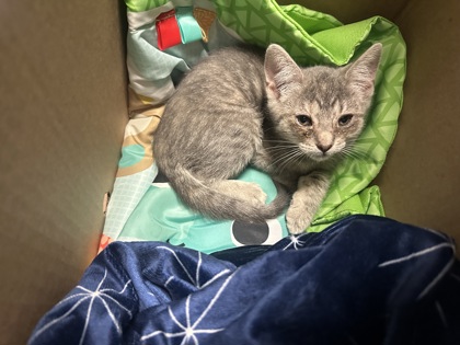 Shelter Stray Female Cat last seen nhgdrd, 30058, GA, 3280 Chamblee Dunwoody Rd, Chamblee, GA 30341, USA