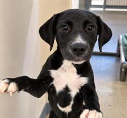 Shelter Stray Male Dog last seen N Northcut Ave, Crystal River,, 4030 S Airport Rd, Inverness, FL 34450, USA