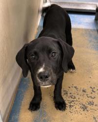 Shelter Stray Male Dog last seen N Northcut Ave, Crystal River,, 4030 S Airport Rd, Inverness, FL 34450, USA