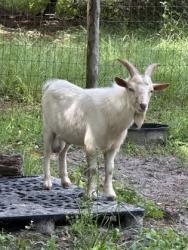 Shelter Stray Male Goat last seen E Hayes St, Inverness, FL, 4030 S Airport Rd, Inverness, FL 34450, USA