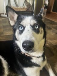 Reunited Female Dog last seen Connelly Springs, NC 28612, USA, Connelly Springs, NC 28612