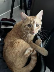 Lost Male Cat last seen old grove and corte verano, Oceanside, CA 92056