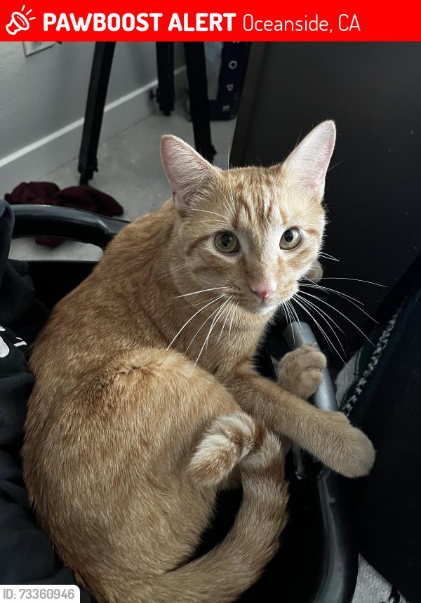 Lost Male Cat last seen old grove and corte verano, Oceanside, CA 92056
