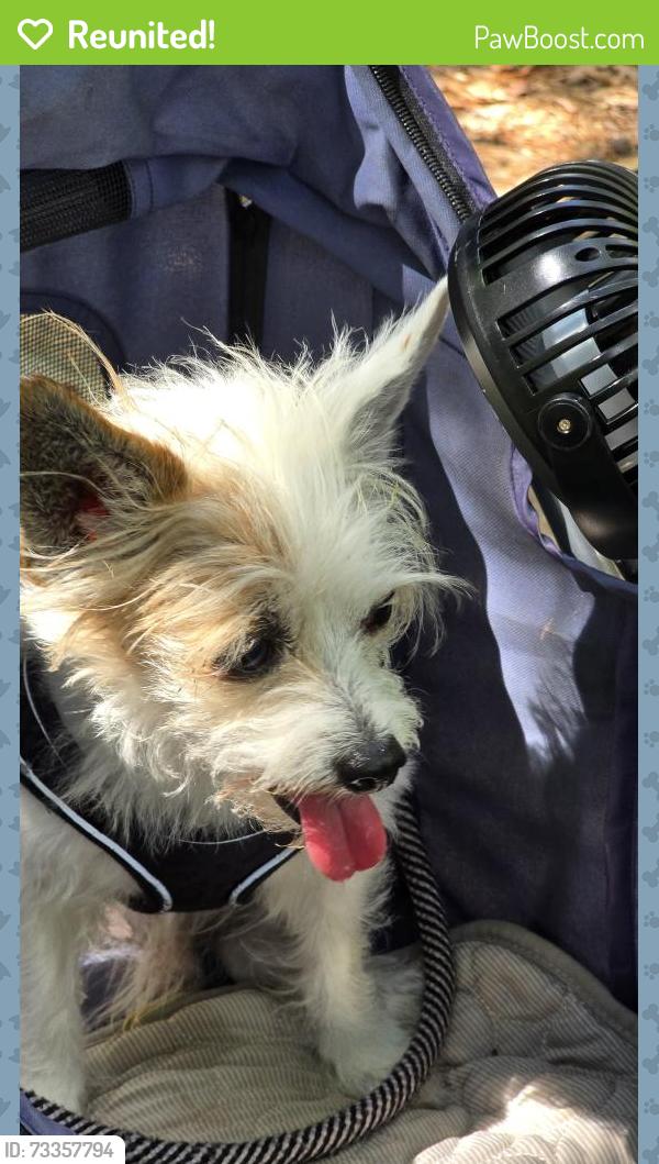 Reunited Male Dog last seen Interfaith and wedgewood forest, Spring, TX 77381
