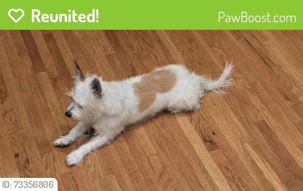 Reunited Male Dog last seen Wedgewood Point, near interfaith and Sally K. Ride Elementary, The Woodlands, TX 77381