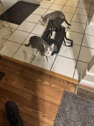 Lost Female Cat last seen Fairmount park, Philadelphia, PA 19132