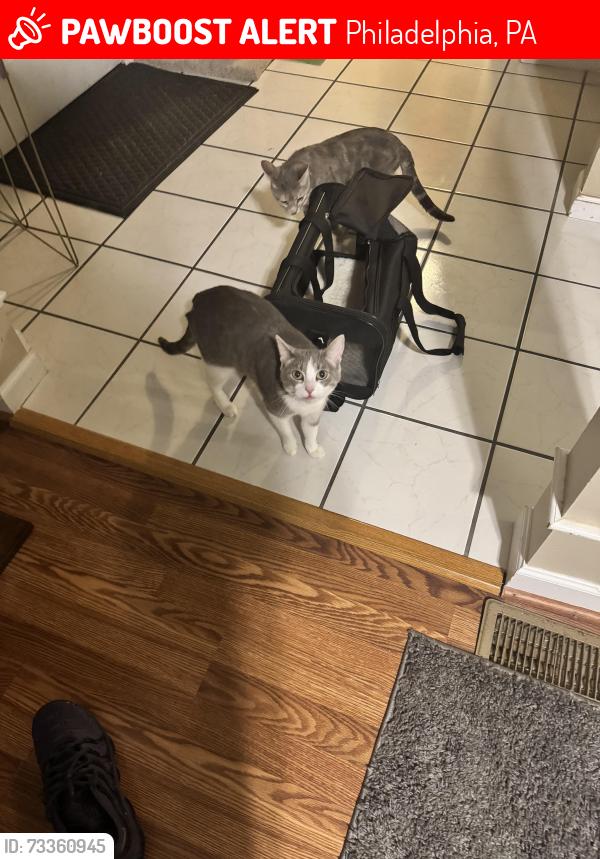 Lost Female Cat last seen Fairmount park, Philadelphia, PA 19132