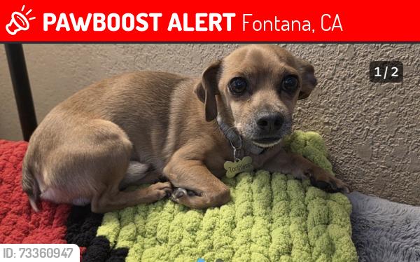Lost Male Dog last seen Palmetto, Fontana, CA 92335
