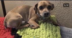 Lost Male Dog last seen Palmetto, Fontana, CA 92335